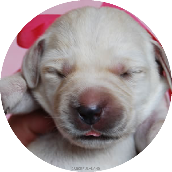 レッド(LARIMER女の子)(A child of フランク & ラリマー) レッド(LARIMER女の子)